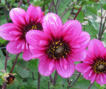 Dahlia Skyfall